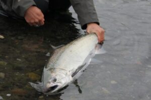 holloway-bros-fishing-guides-salmon-final-05-560w