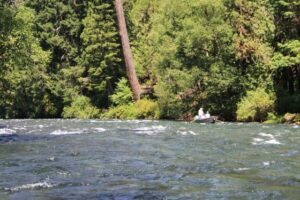 holloway-bros-fishing-guides-trout-14-middle-560w-middle-fork-willamette