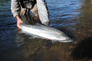 holloway-bros-fishing-guides-winter-steelhead-final-16-560w